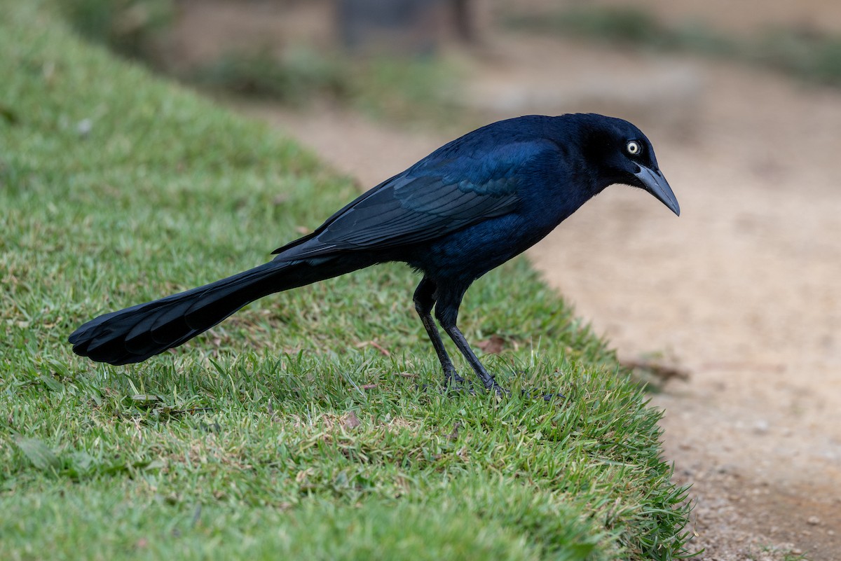 Great-tailed Grackle - ML647202755