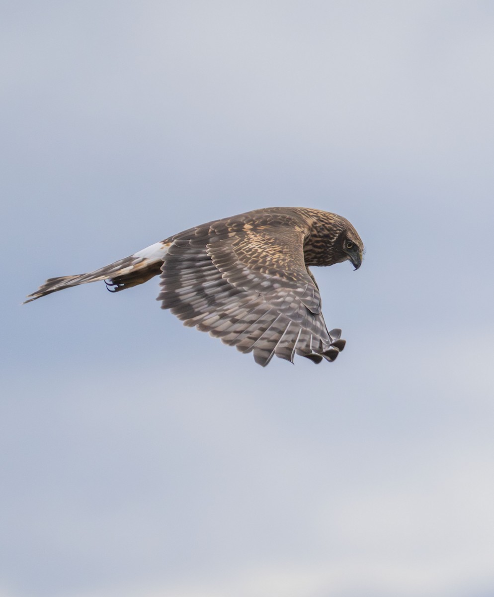 Northern Harrier - ML647202758