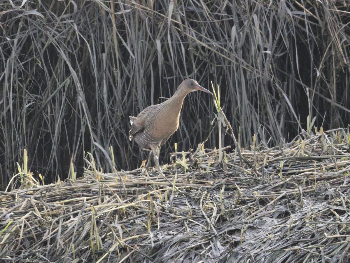 Ridgway's Rail - ML647202759