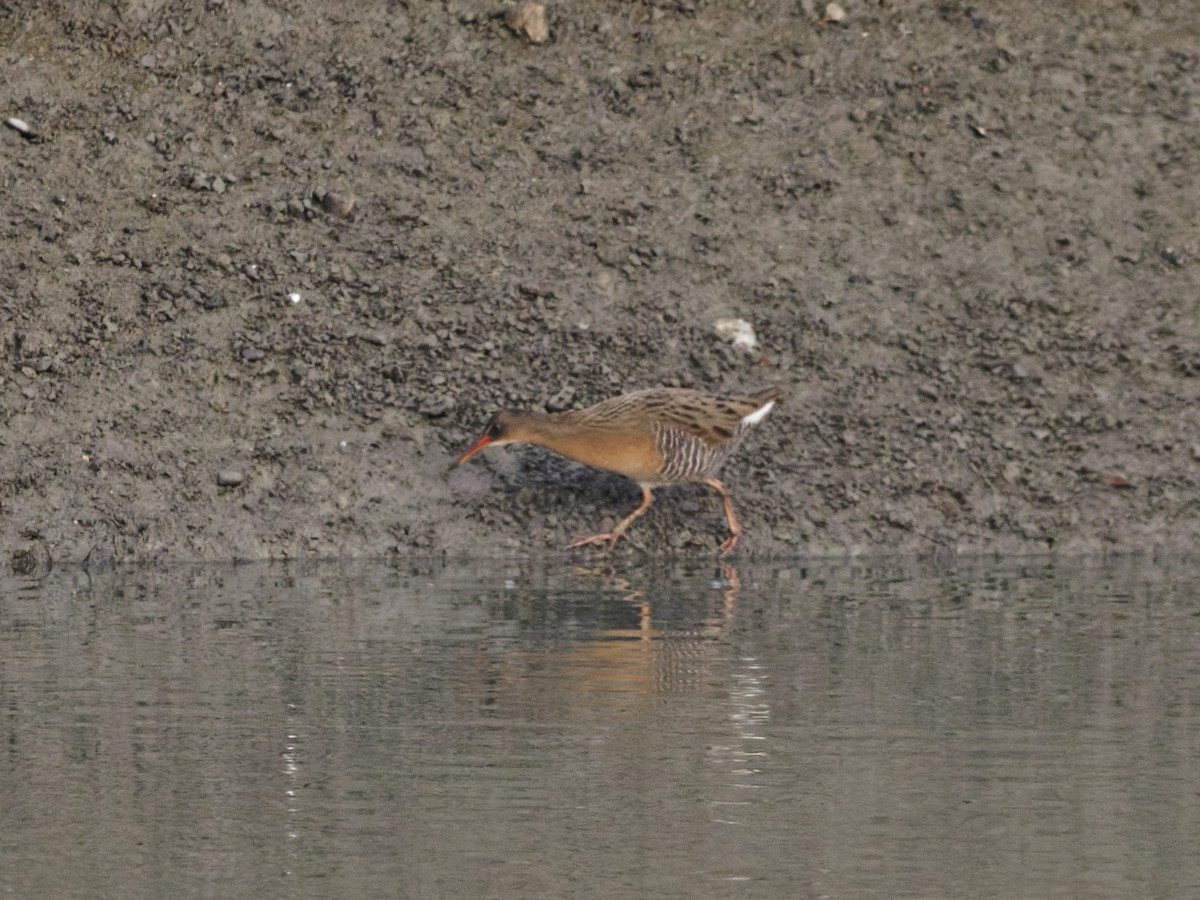 Ridgway's Rail - ML647202760