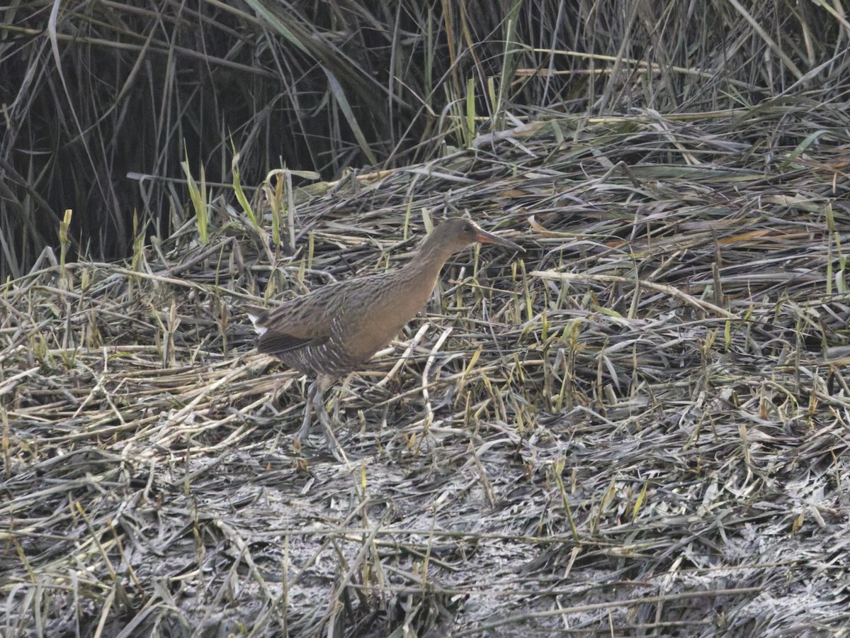 Ridgway's Rail - ML647202761