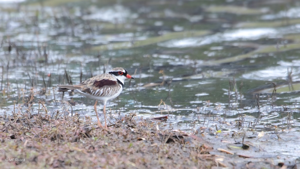 Black-fronted Dotterel - ML647202762