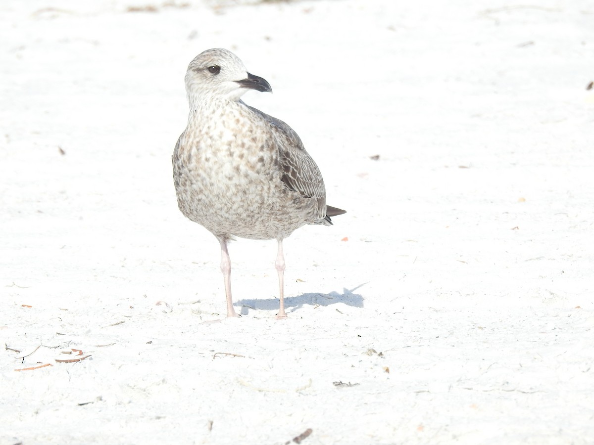 Zafferano - ML647202772