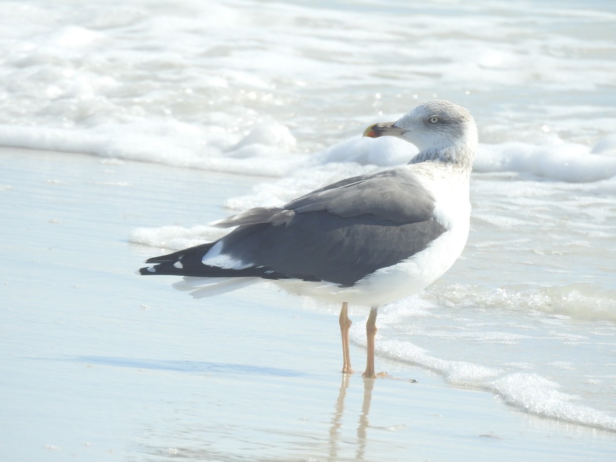 Zafferano - ML647202773