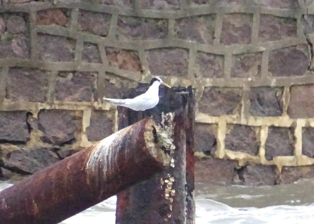 Beccapesci - ML647202774