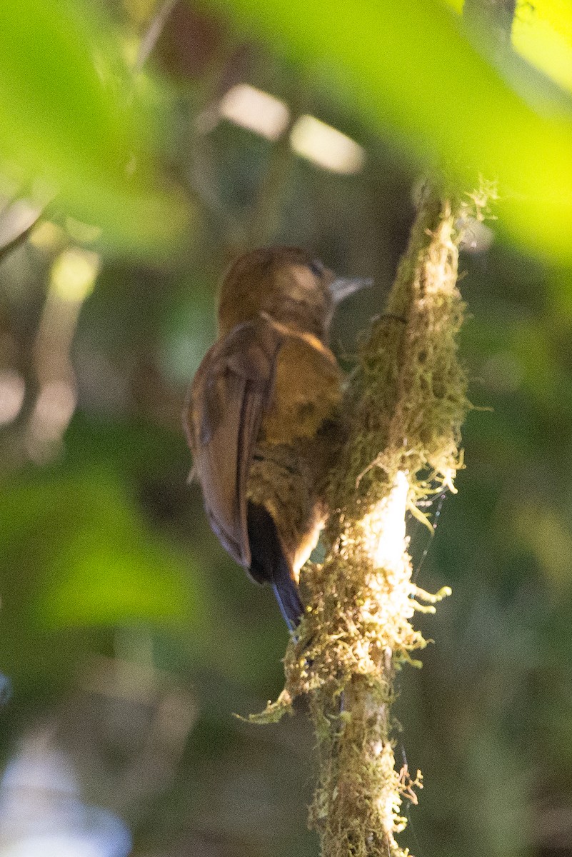 Smoky-brown Woodpecker - ML647202776