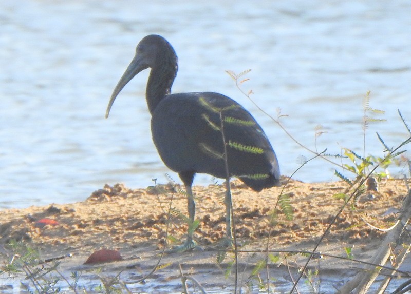 Green Ibis - ML647202778