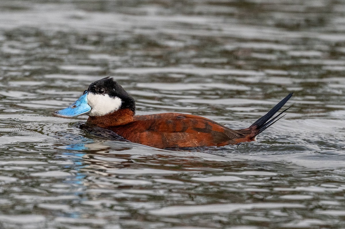 Gobbo della Giamaica - ML647202779