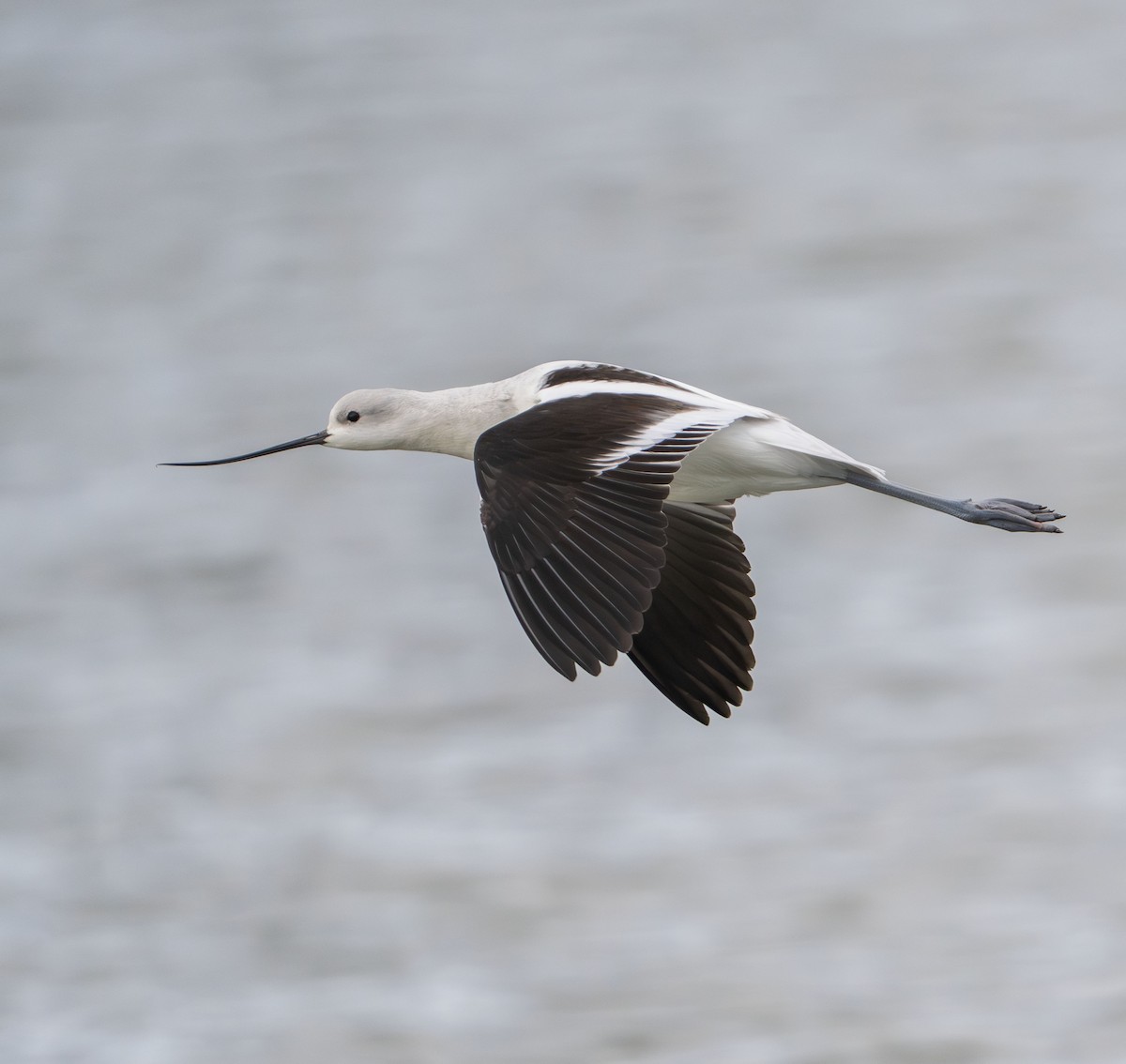 American Avocet - ML647202780