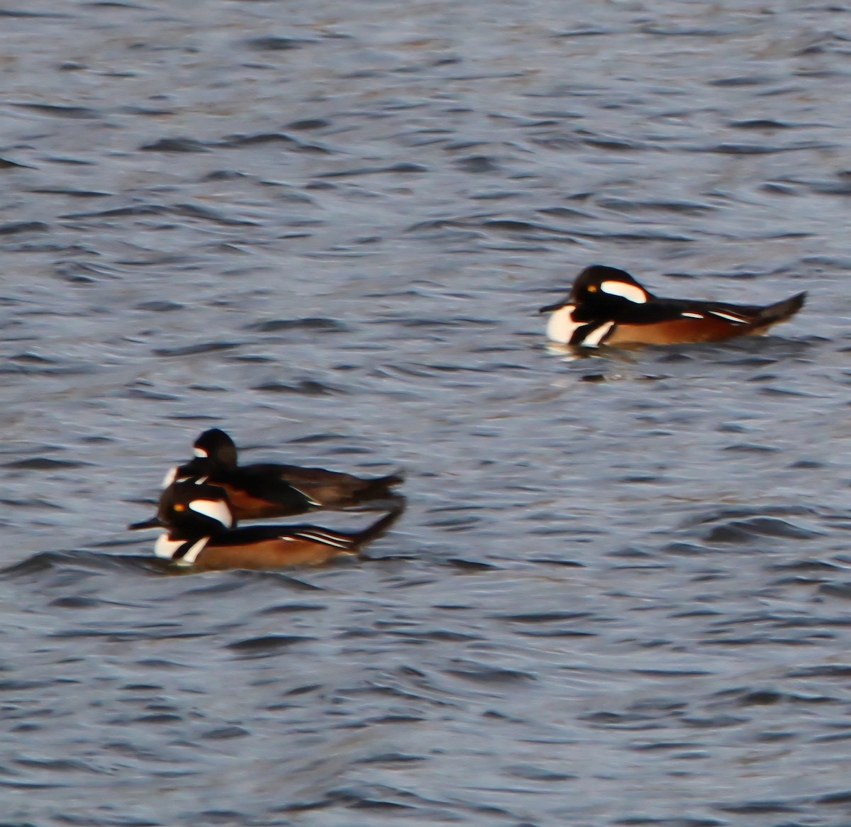 Smergo dal cappuccio - ML647202781