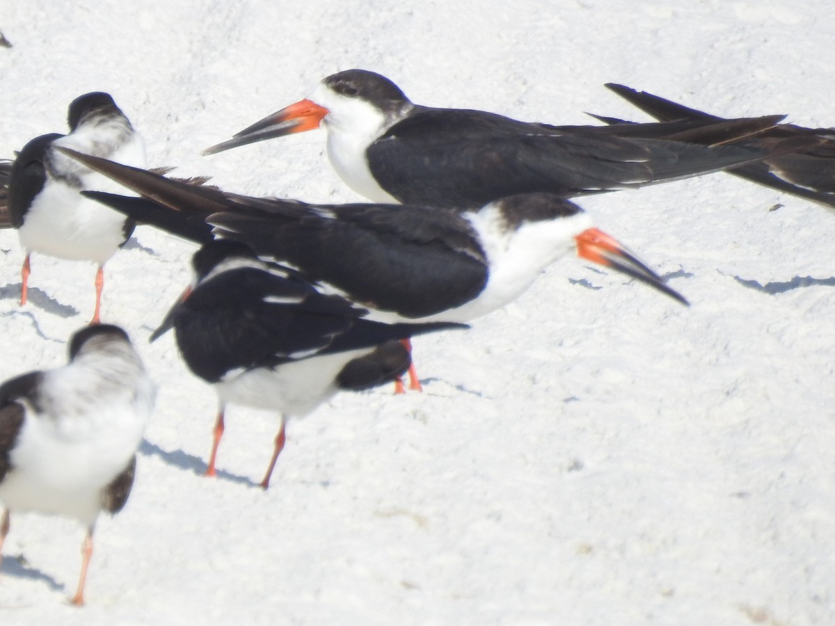 Black Skimmer - ML647202784