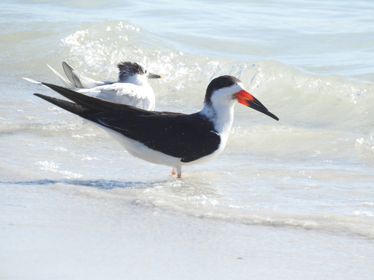 Black Skimmer - ML647202785