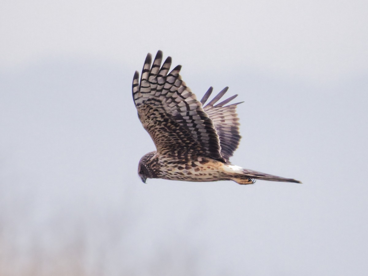 Northern Harrier - ML647202786