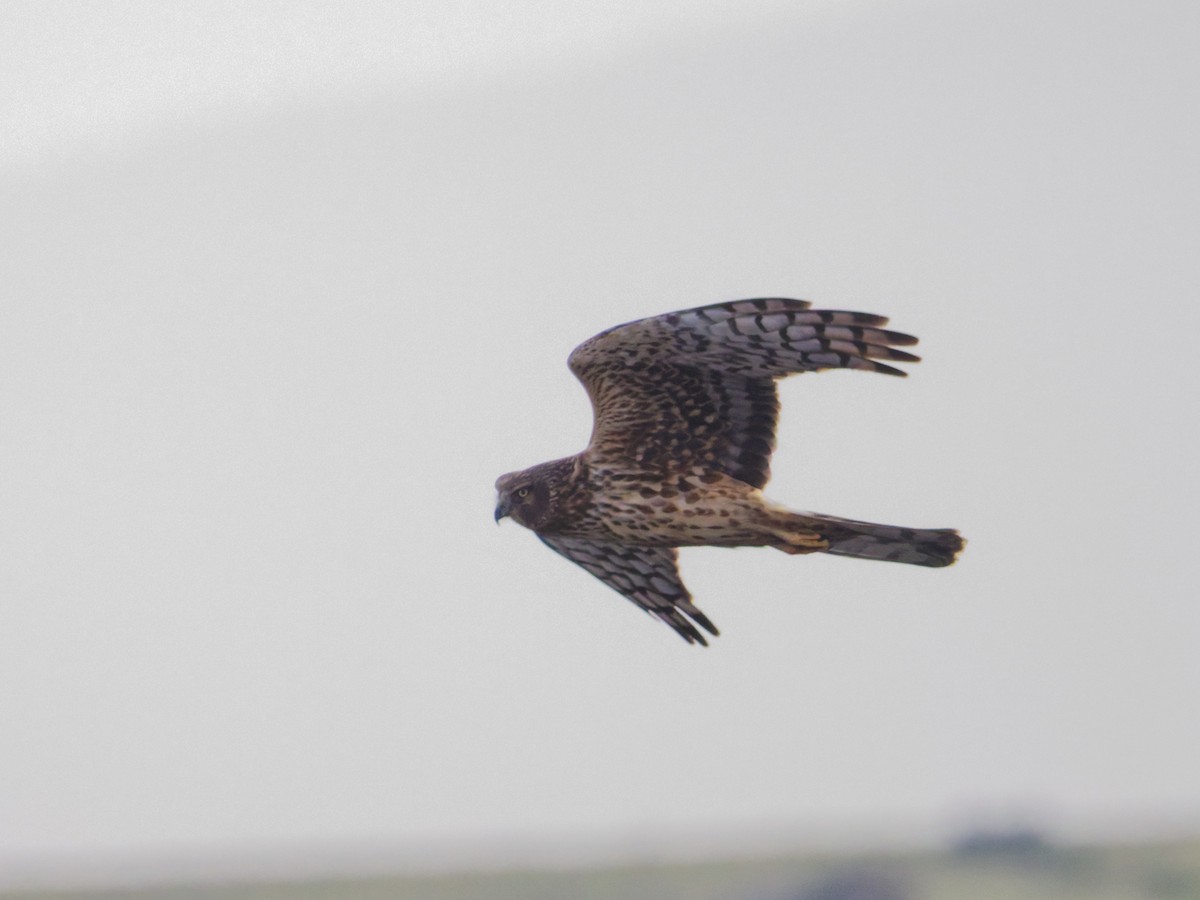 Northern Harrier - ML647202787