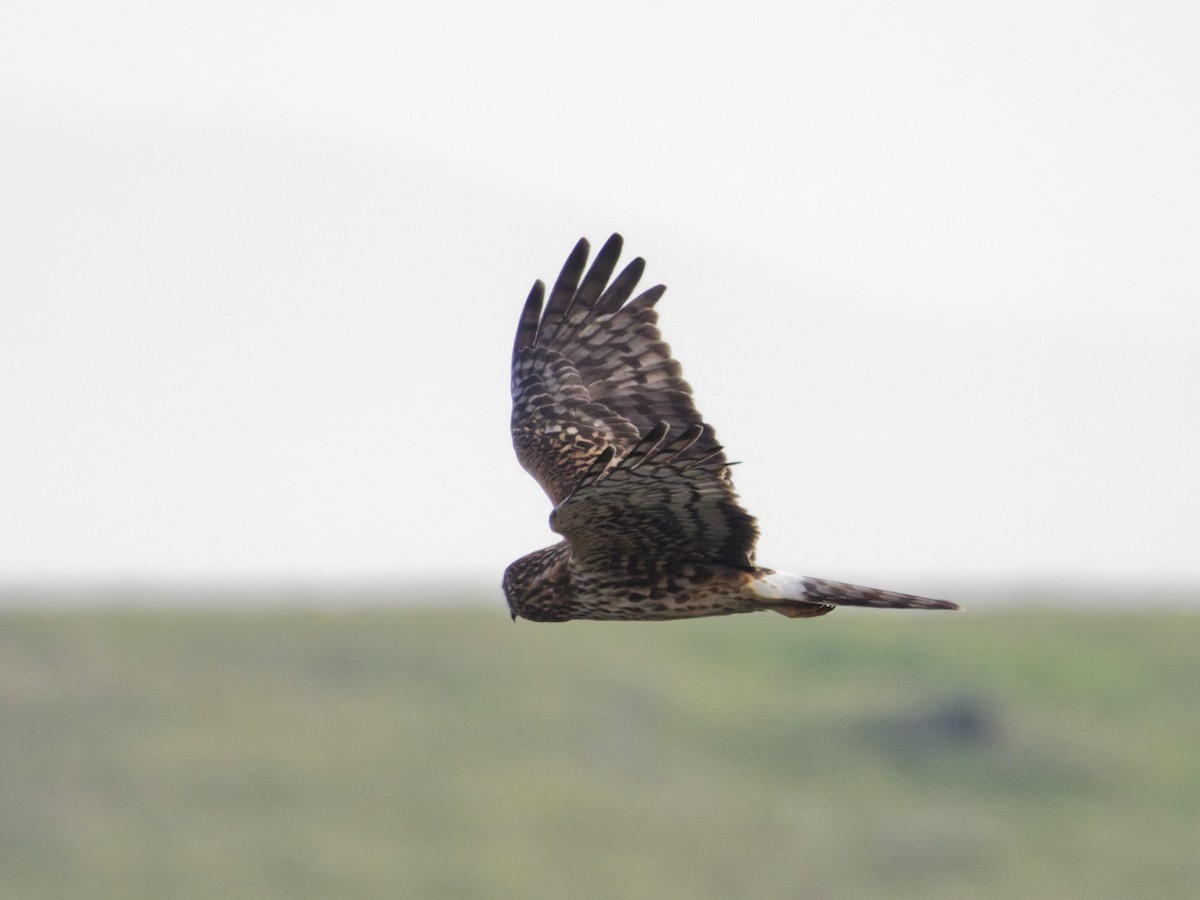 Northern Harrier - ML647202788