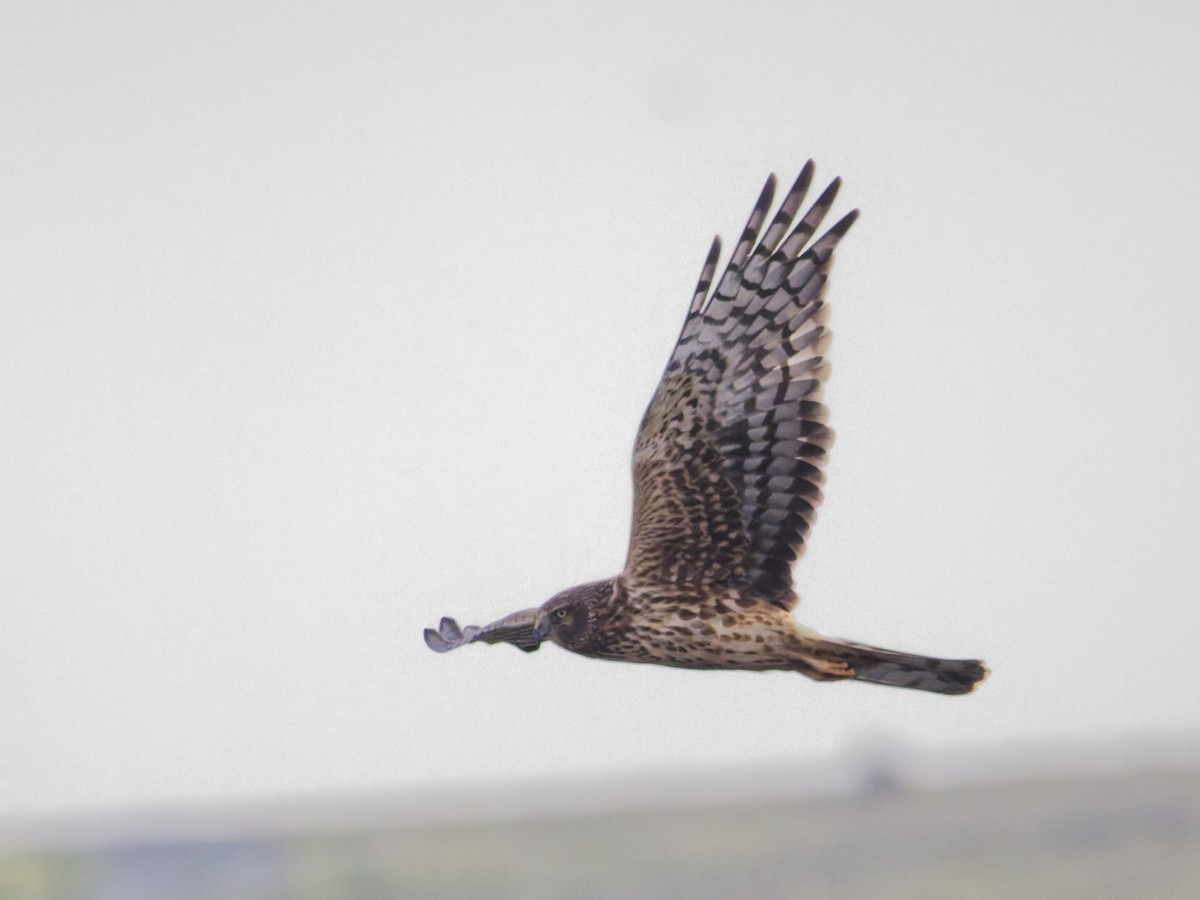 Northern Harrier - ML647202789