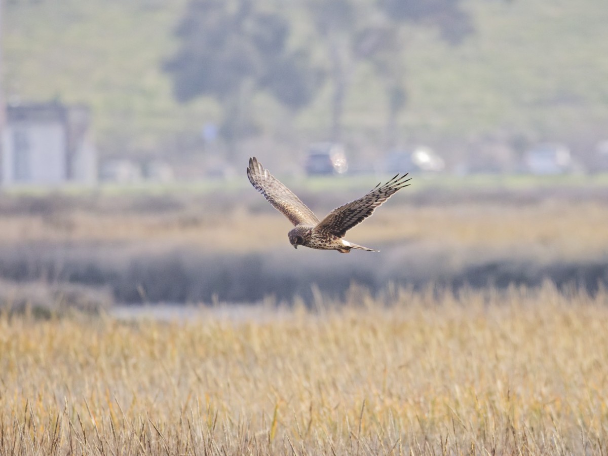 Northern Harrier - ML647202790