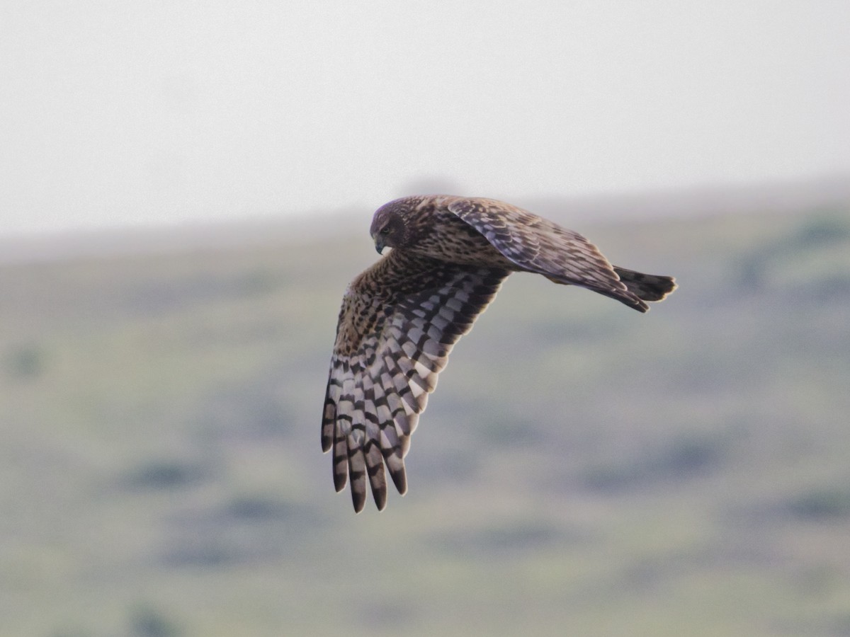 Northern Harrier - ML647202791