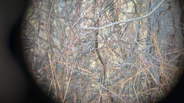 ムラサキマシコ - ML647202792