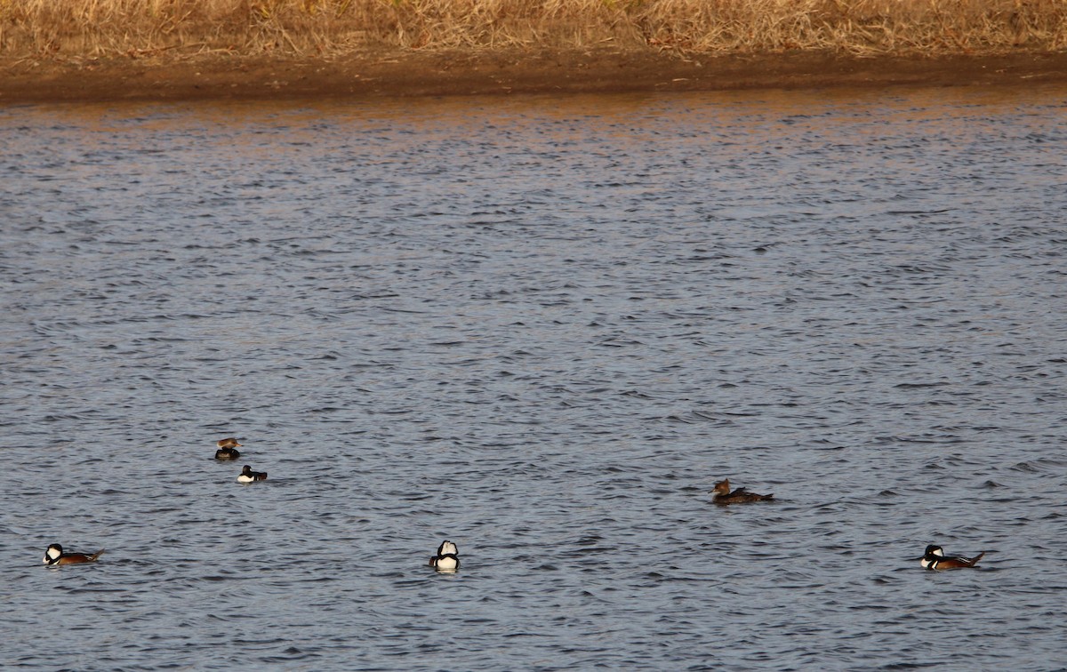 Smergo dal cappuccio - ML647202803