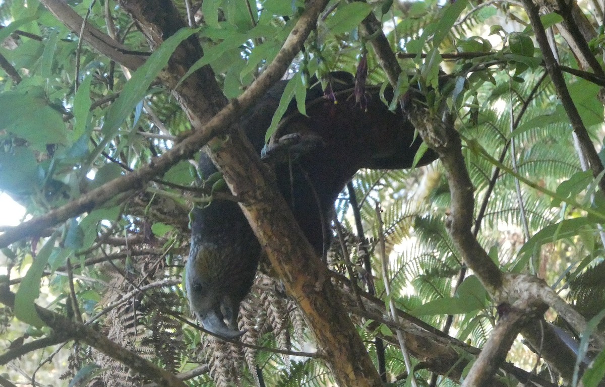New Zealand Kaka - ML647202804
