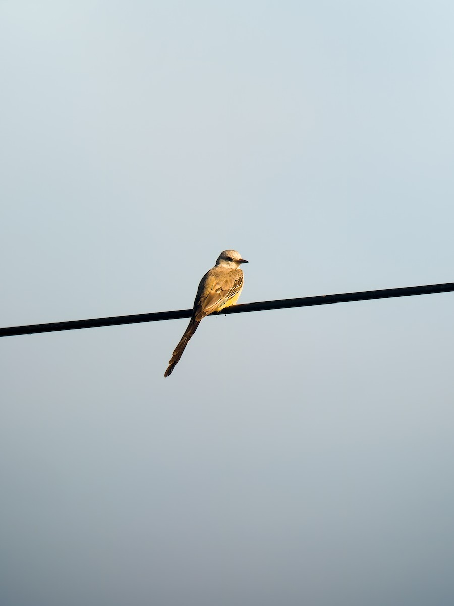Scissor-tailed Flycatcher - ML647202805