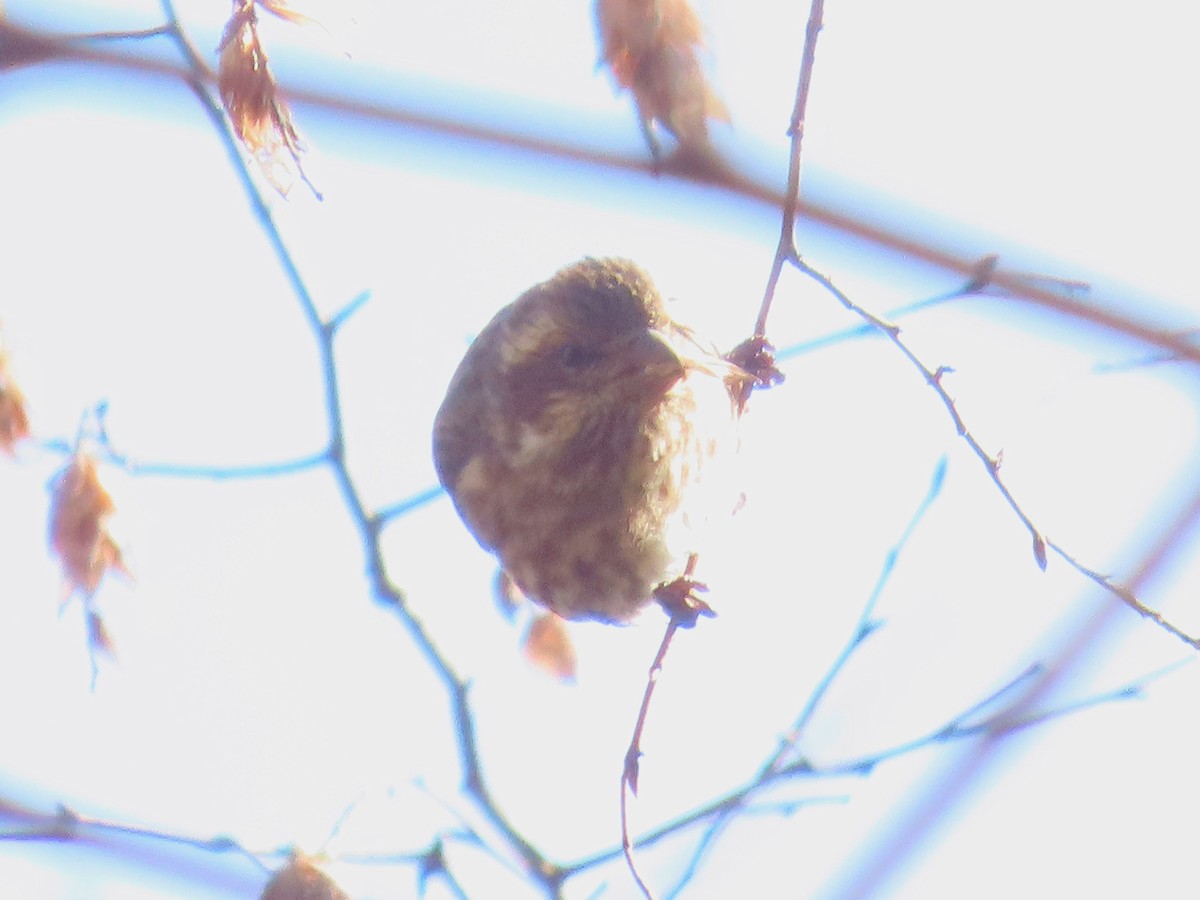 ムラサキマシコ - ML647202806