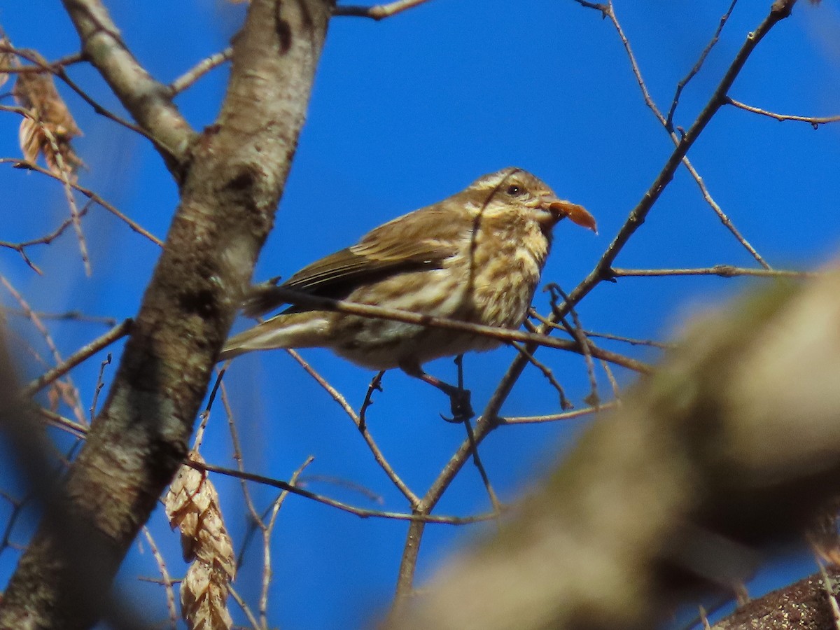 ムラサキマシコ - ML647202809