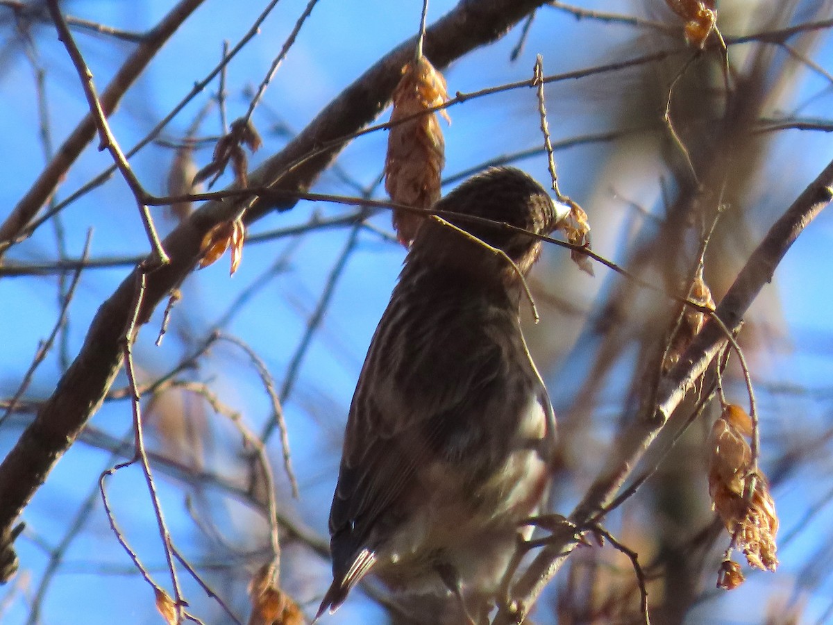 ムラサキマシコ - ML647202810