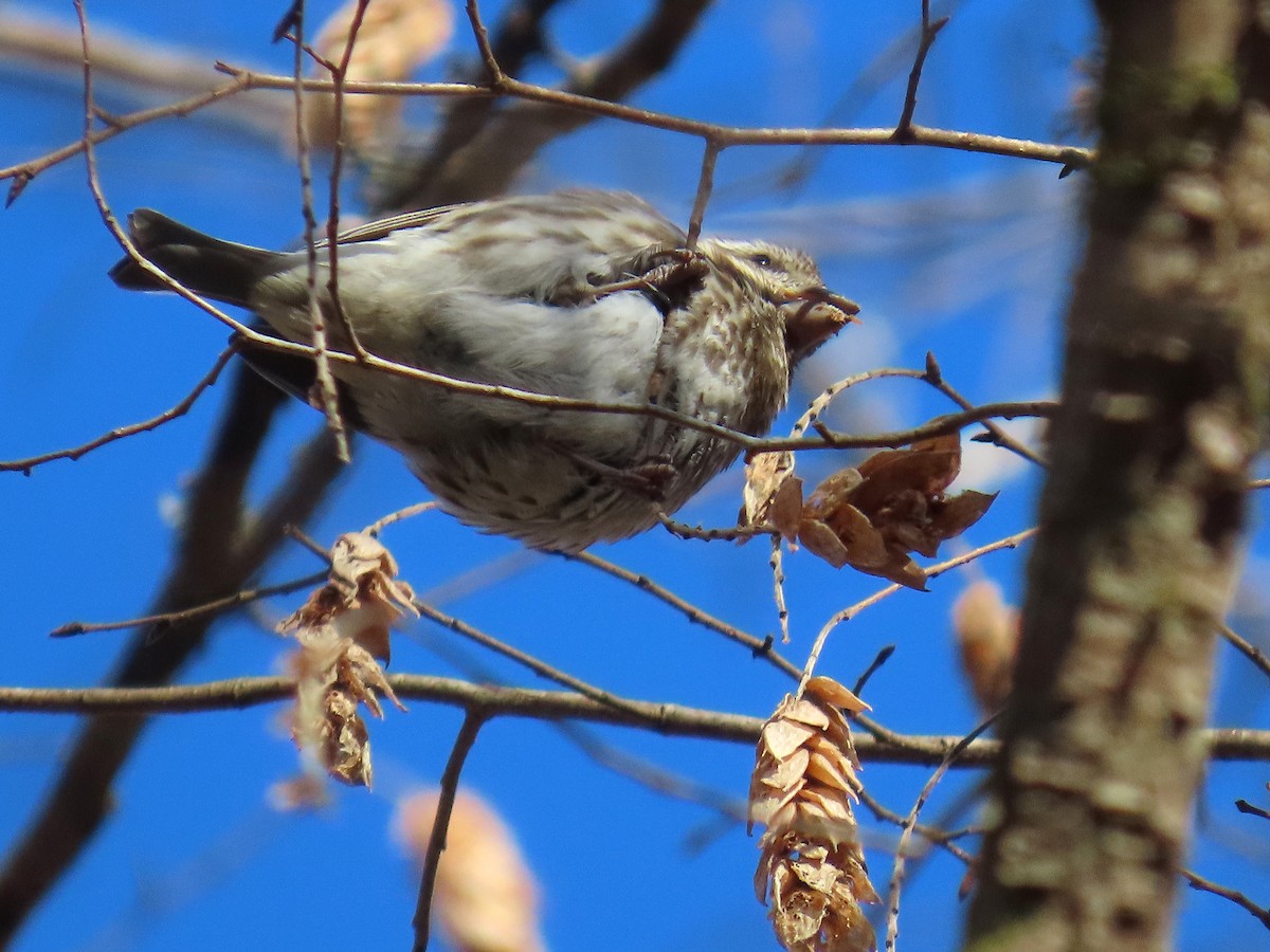 ムラサキマシコ - ML647202811