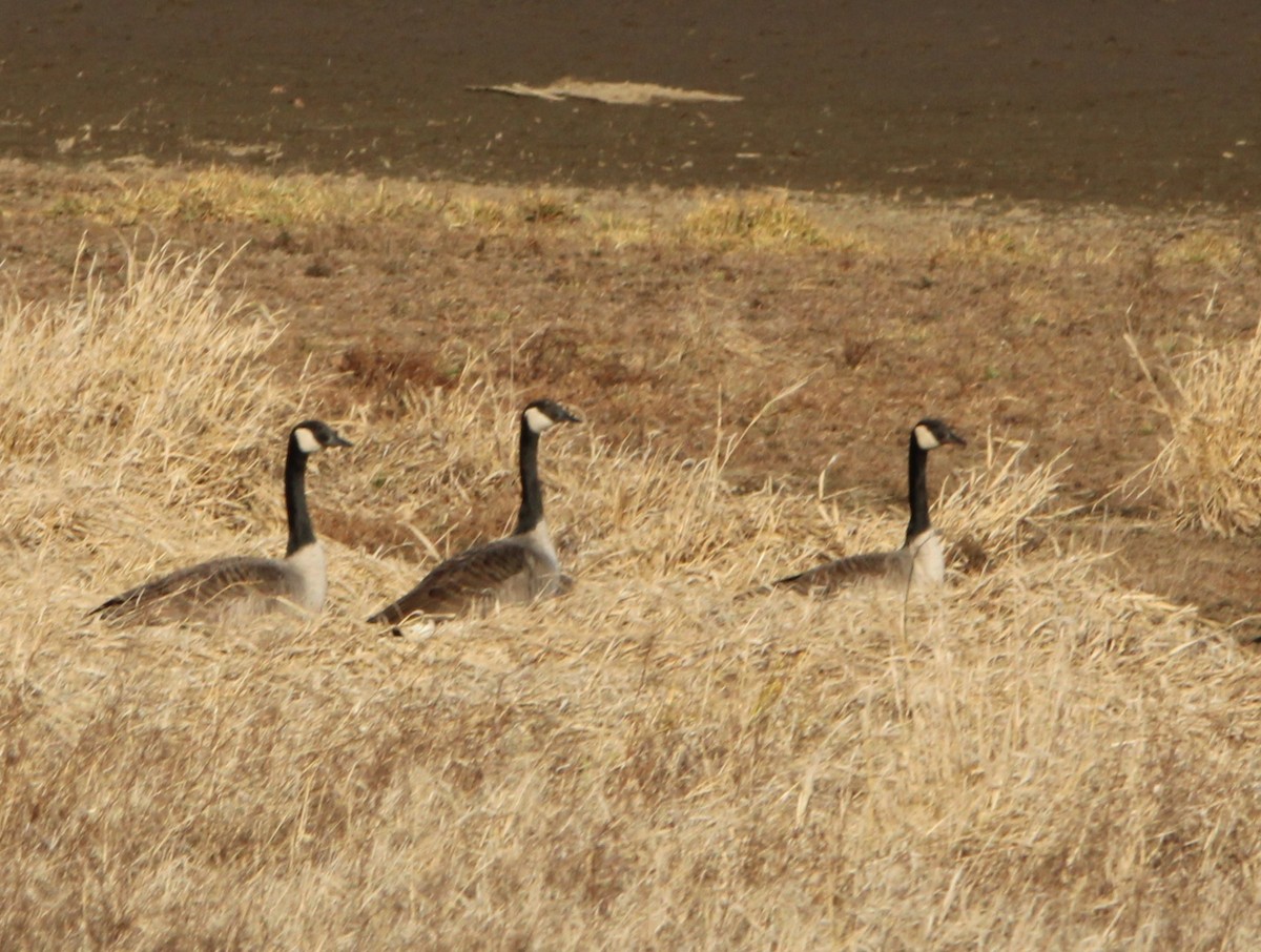 Barnacla Canadiense Grande - ML647202814