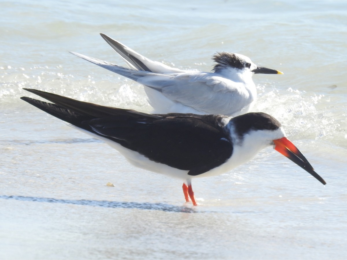 Sandwich Tern - ML647202815