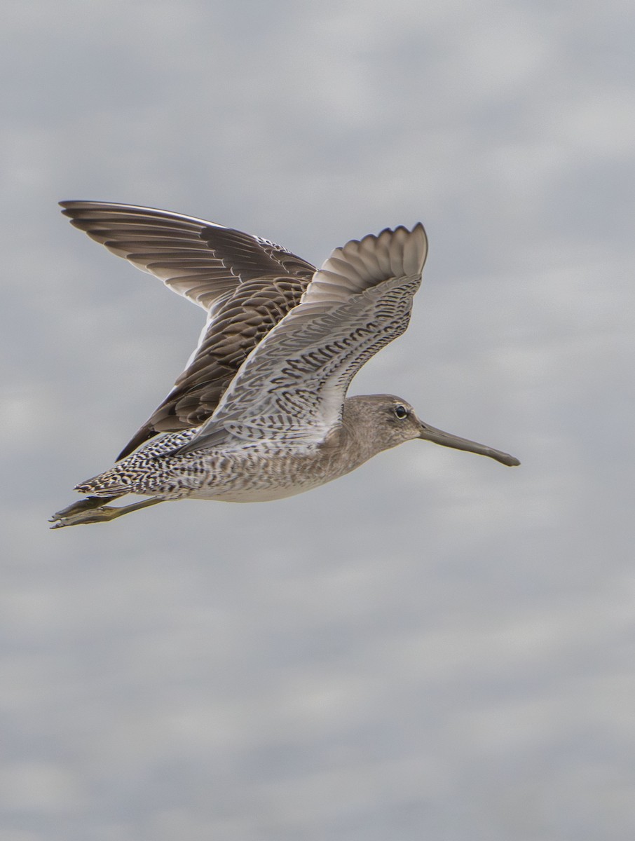 Long-billed Dowitcher - ML647202819