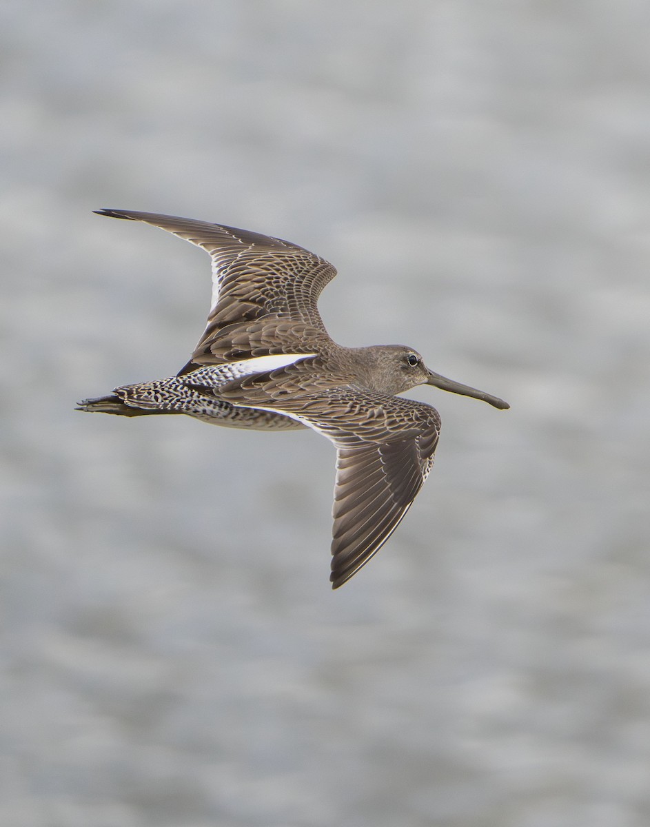 Long-billed Dowitcher - ML647202820