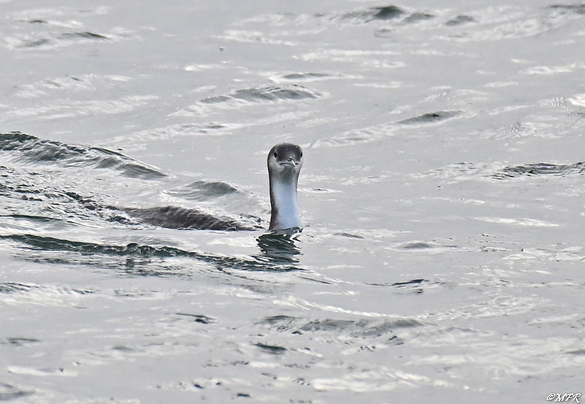 Хилэн гүеэт гахууна - ML647202821