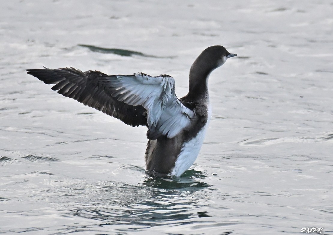 Хилэн гүеэт гахууна - ML647202823