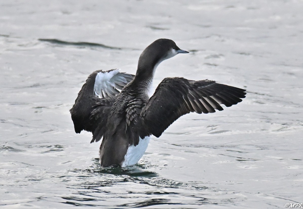 Хилэн гүеэт гахууна - ML647202824