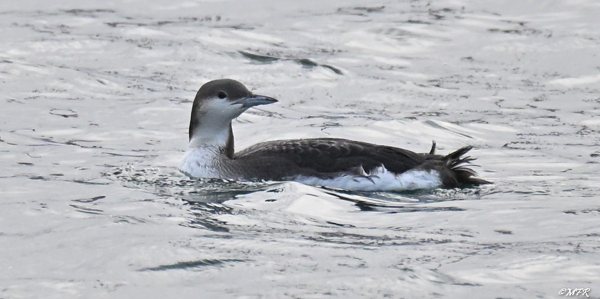 Хилэн гүеэт гахууна - ML647202825