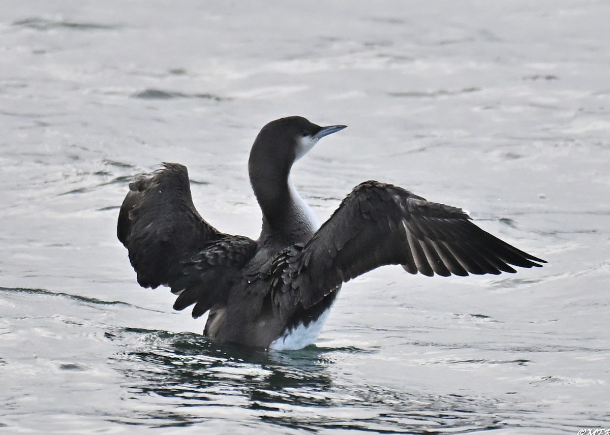 Хилэн гүеэт гахууна - ML647202826