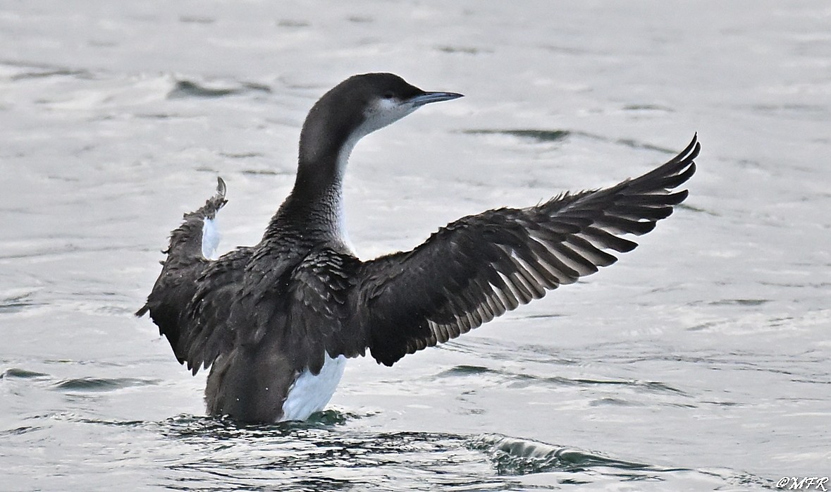 Хилэн гүеэт гахууна - ML647202827