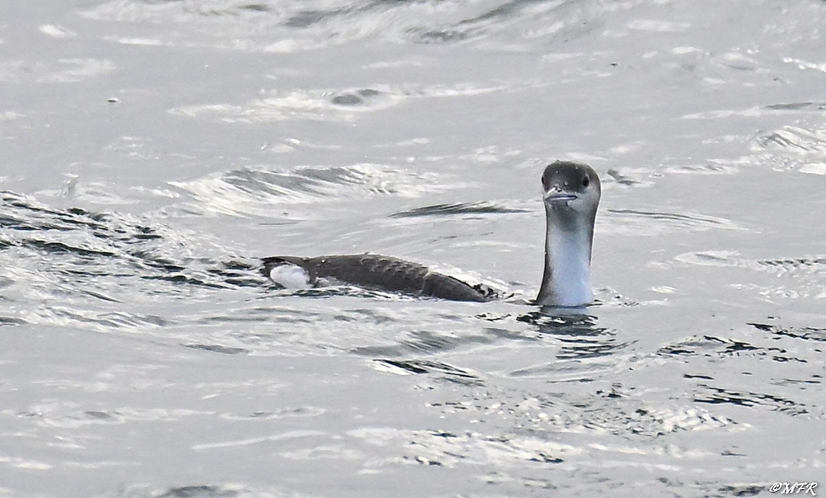 Хилэн гүеэт гахууна - ML647202828