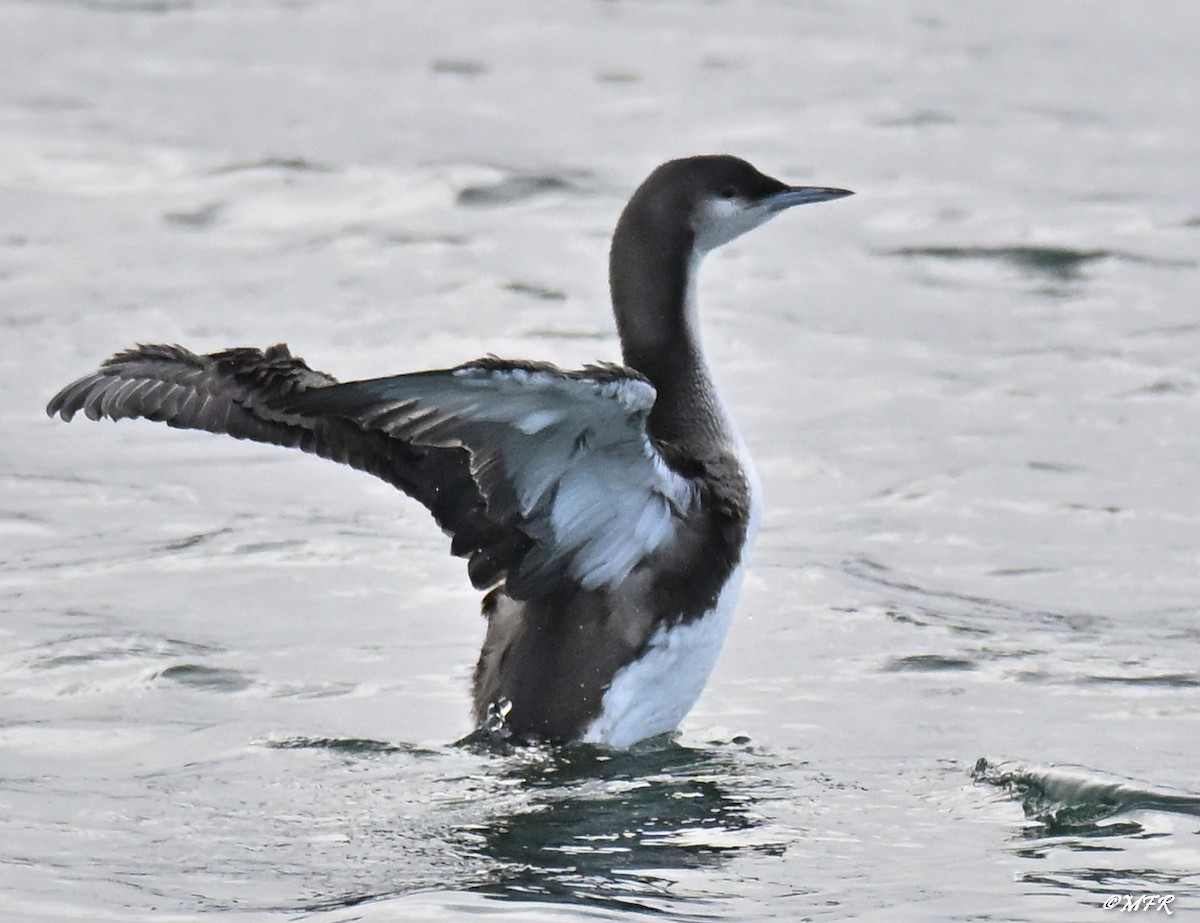 Хилэн гүеэт гахууна - ML647202829