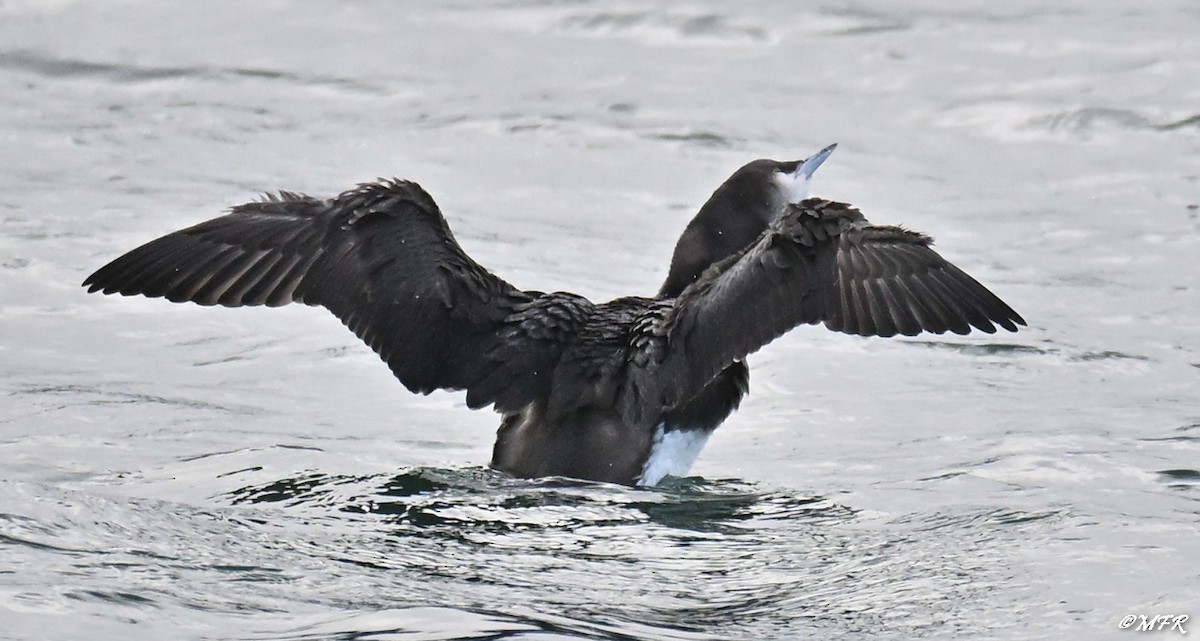 Хилэн гүеэт гахууна - ML647202830