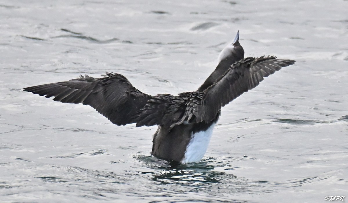 Хилэн гүеэт гахууна - ML647202831