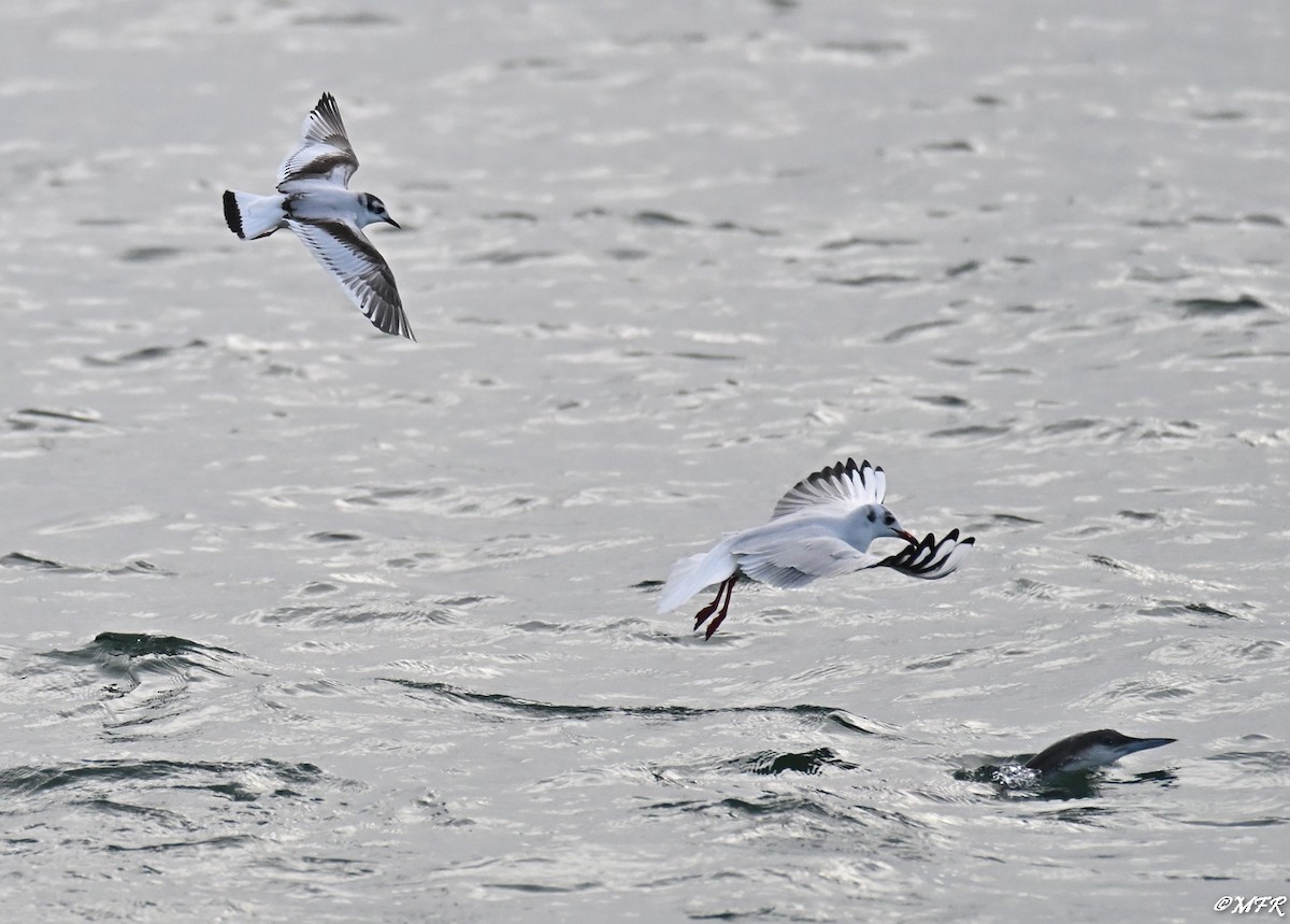 Хилэн гүеэт гахууна - ML647202832