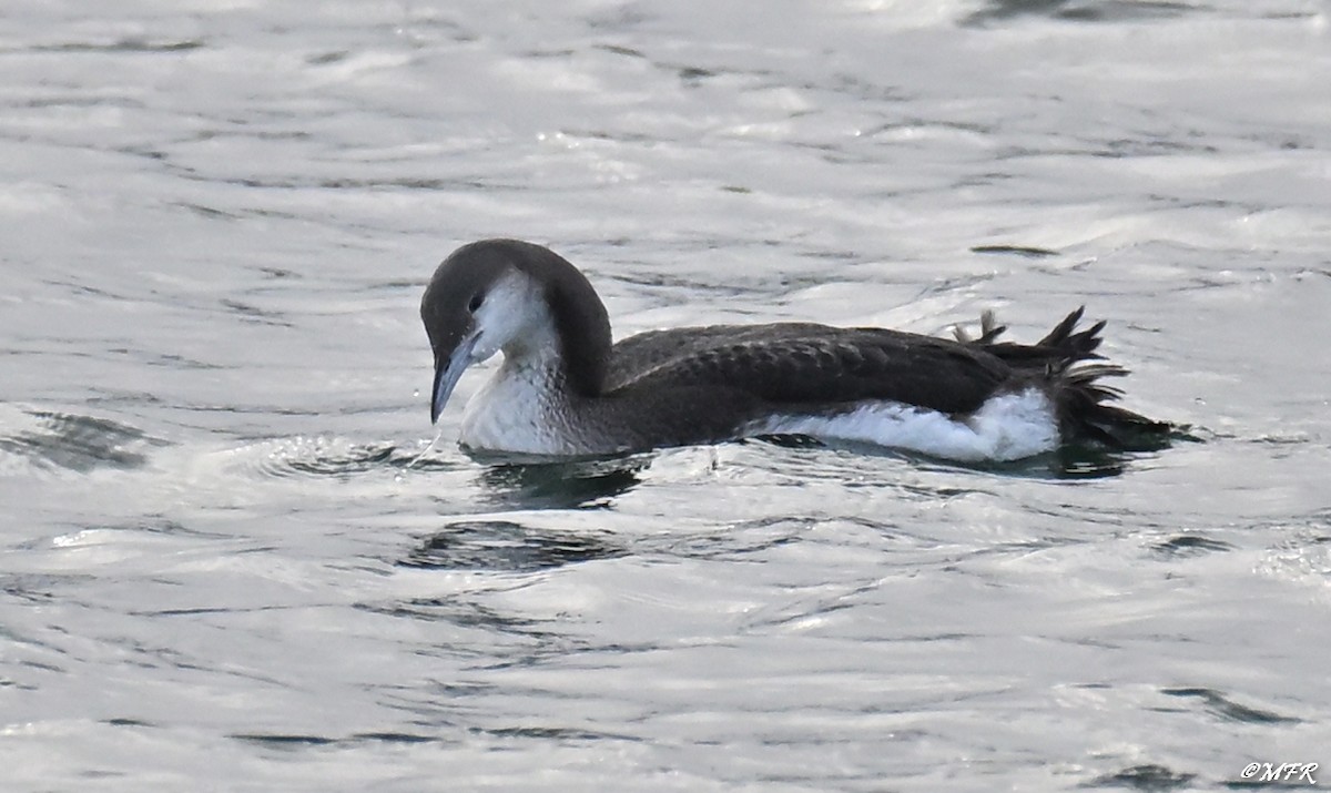 Хилэн гүеэт гахууна - ML647202833