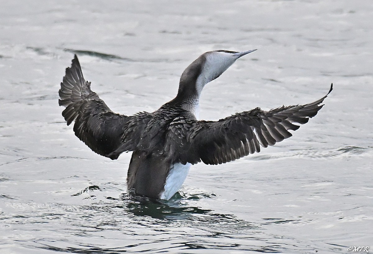 Хилэн гүеэт гахууна - ML647202834