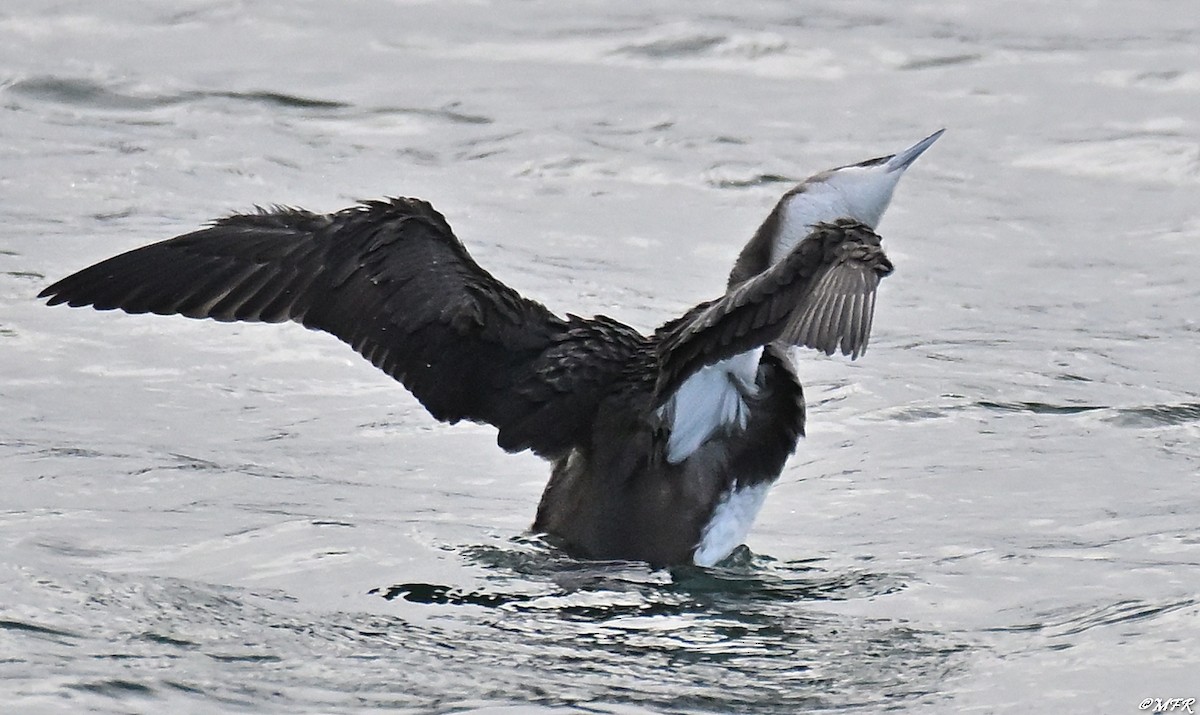 Хилэн гүеэт гахууна - ML647202835