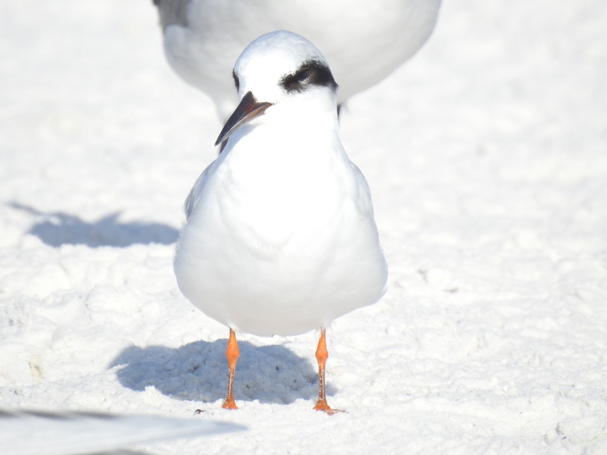 Forster's Tern - ML647202836