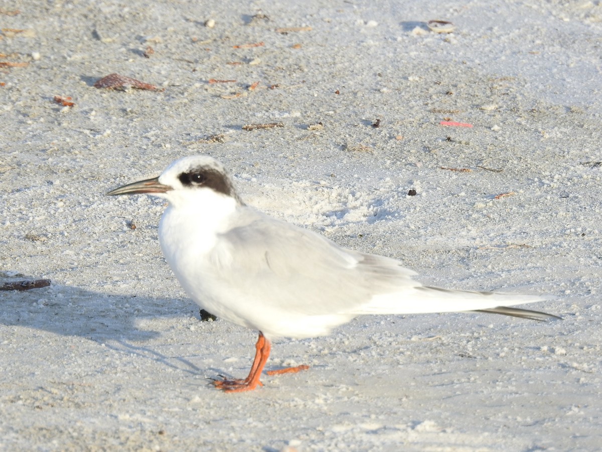 Forster's Tern - ML647202837
